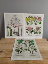 Large botanical prints for sale  CLEVEDON