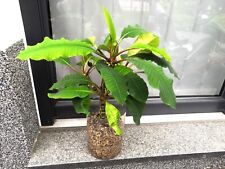 Euphorbia leuconeura madagaska gebraucht kaufen  Gladbeck