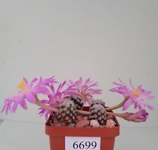 Used, Mammillaria theresae  4 pcs/6699/ D12-16mm,grafted for sale  Shipping to South Africa