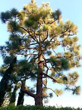 Pinus Canariensis, pinheiro das Ilhas Canárias - 40 sementes 2023 - EUA comprar usado  Enviando para Brazil