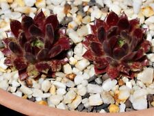 Sempervivum devils dream gebraucht kaufen  Selters