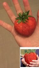 Riesen erdbeeren bst gebraucht kaufen  Kaiserslautern
