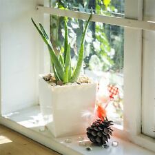 1 Evergreen Aloe Vera Planta de oficina de interior casa natural blanco brillante Olla Milano, usado segunda mano  Embacar hacia Spain