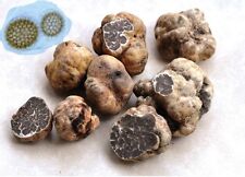 Tartuficoltura spore tartufo usato  Pianella