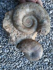 Ammonite fossil ammoniti usato  Valdastico