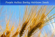 Barley grain seeds for sale  Willis