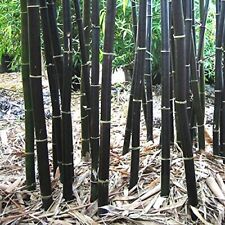 Pianta bambù gigante usato  Torrenova