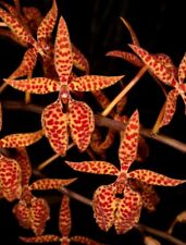 Orchid species renanthera for sale  Sacramento
