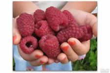 GIANT Russian raspberry "GORDOST -ROSSII"-Taste: gourmet sweet- 3 strong  plants for sale  Shipping to South Africa