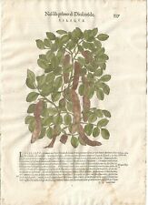 Stampa antica MATTIOLI MATTHIOLI erbario CARRUBA botanica 1604 Antique print usato  Lecco