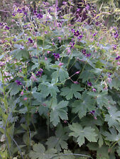 geranium gebraucht kaufen  Strausberg