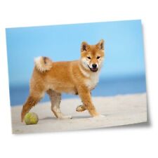 Impressões 8x10" (sem molduras) - Shiba Inu Dog Puppy Playful Beach #24185 comprar usado  Enviando para Brazil