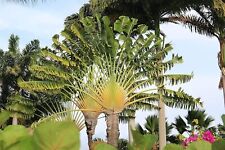 Traveler palm live for sale  USA