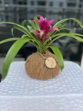 planted kokedama for sale  Miami