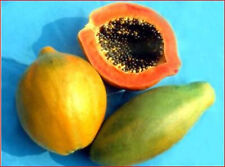 Dwarf papaya seeds for sale  New Port Richey