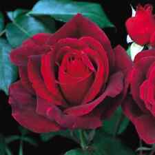 Rose shrub mister for sale  MELTON MOWBRAY
