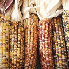 Semilla de maíz indio ornamental - Vendedor de EE. UU. - ¡Envía rápido! segunda mano  Embacar hacia Argentina