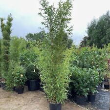 Large bamboo plants for sale  BROADWAY