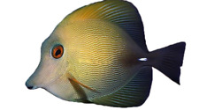 Scopas tang for sale  RUGELEY