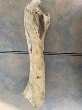 Natural driftwood plants for sale  Camarillo