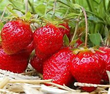 200 graines fraises d'occasion  Vals-les-Bains