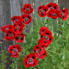 Marienkäfer mohn 200 gebraucht kaufen  Oldenburg