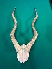 kudu horn for sale  Shakopee