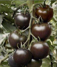 Exklusive sorte tomaten gebraucht kaufen  Parey