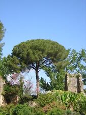 Pinus pinea pianta usato  Sonnino