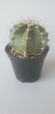Used, Gymnocalycium friedrichii - H 5 cm - vaso/pot 8cm 🌵🌵 for sale  Shipping to South Africa