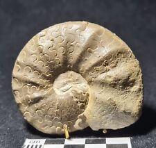 Fossile ammonite ceratites d'occasion  Fénétrange