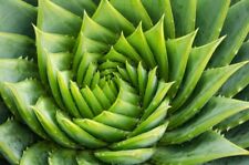 Aloe polyphylla spiral for sale  CAMBERLEY