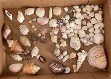 Lot genuine seashells for sale  Frederick
