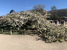 Branche cerisier jardin d'occasion  Paris V