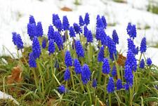 Blue grape hyacinth for sale  Russell