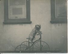 Chien tricycle 1900 d'occasion  Ballon