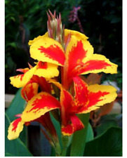 Canna lily queen for sale  MELTON MOWBRAY