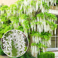 Wisteria alba white for sale  UK