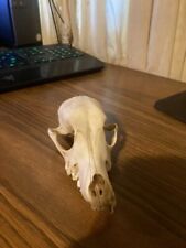 Small raccoon skull for sale  Selma