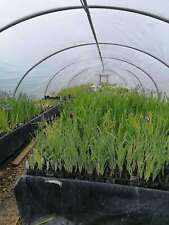 Iris ensata breeders for sale  MARKET RASEN