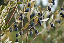 Olive tree plant for sale  Danielson