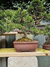 Itoigawa juniper bonsai for sale  FOLKESTONE