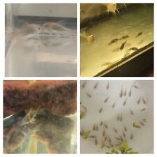 Emerald green cory for sale  Summit Hill
