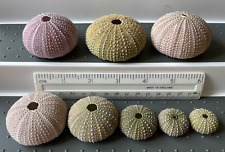 sea urchin lamp for sale  PETWORTH