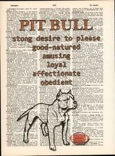 Pit bull terrier for sale  Brunswick