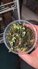 Senecio rowleyanus variegata for sale  STOCKPORT