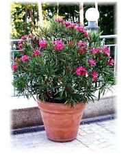 Sweetly fragrant oleander for sale  SOUTHAMPTON