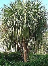 Cordyline australis cabbage for sale  KING'S LYNN