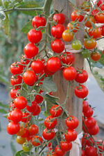 Red cherry tomato for sale  PRESTON