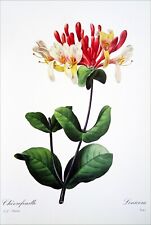 Herbarium honeysuckle color d'occasion  Expédié en Belgium